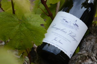 Bouteille de Beaujolais Villages sur un pied de vigne