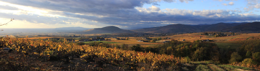 Panorama sur les vignes du Beaujolais