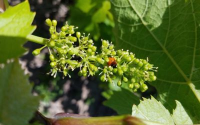 La floraison de la vigne